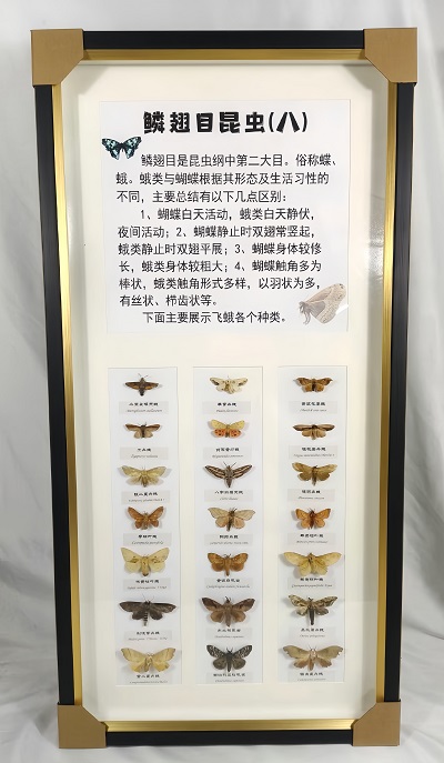 夜行者   鱗翅目昆蟲標本展